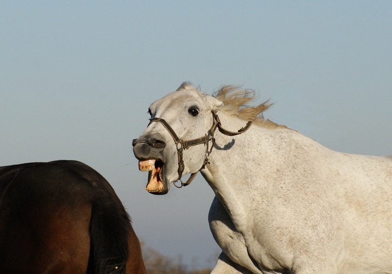 Лошадь откусила ребенку губу в Приморье
