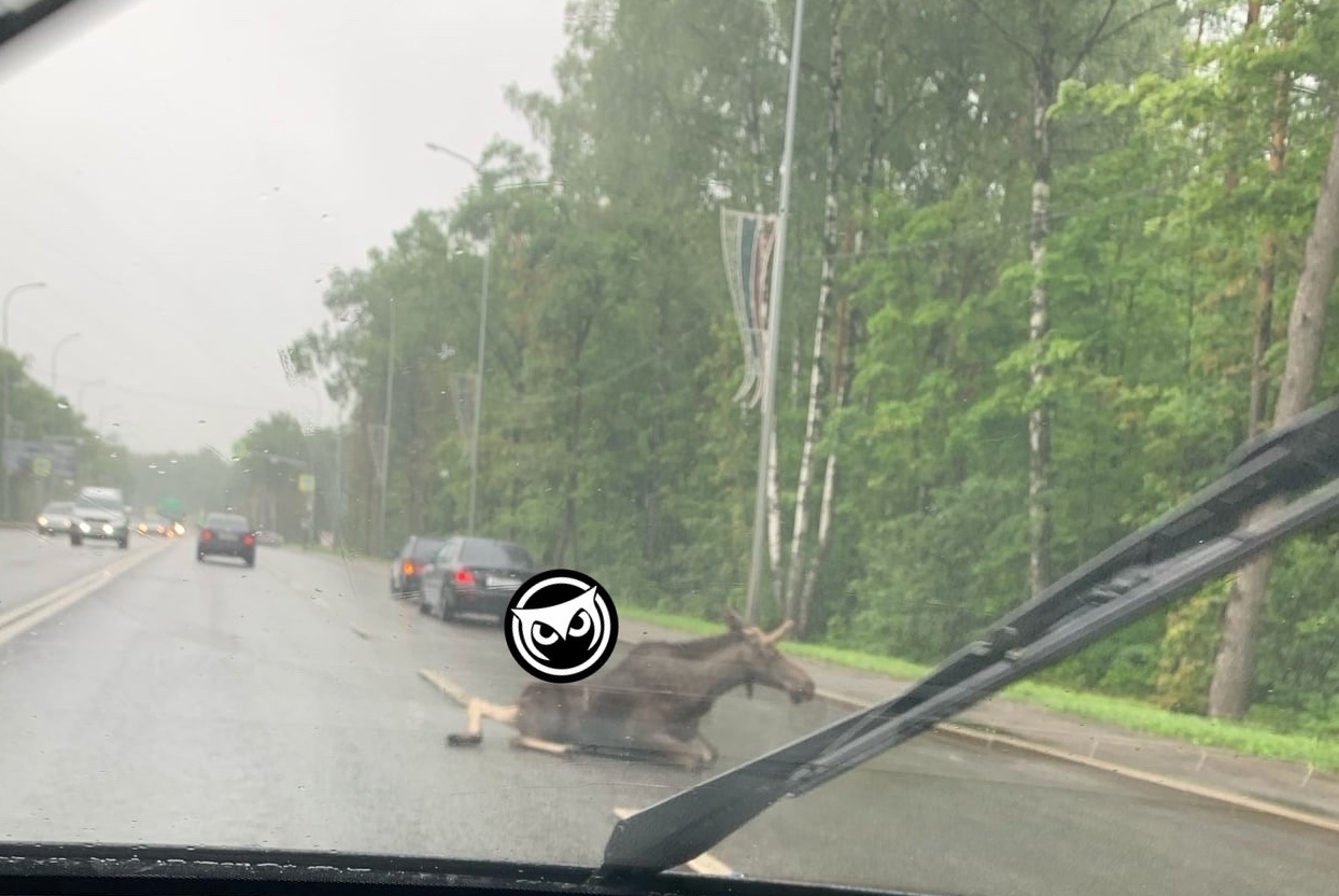 В Пензе из-за сбитого лося образовалась пробка на улице Окружной