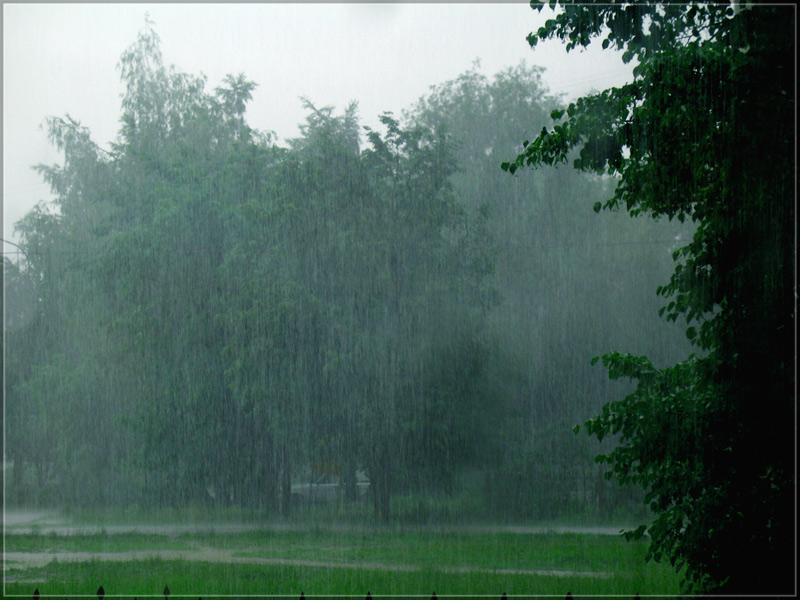 Rain на русский язык. Сильный дождь. Сильный дождь в лесу. Летний ливень. Сильный ливень в лесу.