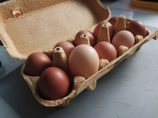 Возмущенным пензенцам ответили, почему растут цены на куриные яйца
