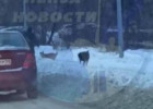 В Пензе стая собак набросилась на пожилого мужчину. ВИДЕО