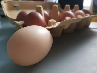 По росту цен на яйца Пензенская область оказалась на втором месте в стране