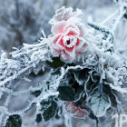 Морозная неделя в Пензенской области: 8 января на улице будет -30 градусов