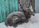 В Пензенской области бездомные собаки загнали оленя во двор жилого дома
