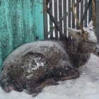 В Пензенской области бездомные собаки загнали оленя во двор жилого дома