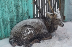 В Пензенской области бездомные собаки загнали оленя во двор жилого дома