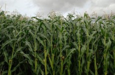 В Пензенской области появится новый гибрид кукурузы 