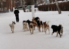 В Пензе на территории одной из школ стая собак напала на ребенка
