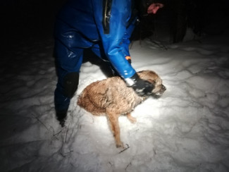 В Пензе спасли собаку от страшной смерти