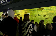 За выходные Пензенский океанариум посетили более двухсот ветеранов СВО