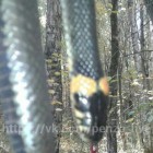 Змея-убийца или грибник-живодер? Пензенцы обсуждают фотографии диковинного пресмыкающегося, обнаруженного в лесу