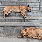 Власти Заречного ищут компанию, которая займётся отловом бездомных собак