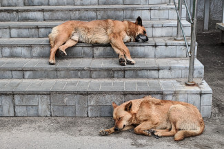 Власти Заречного ищут компанию, которая займётся отловом бездомных собак
