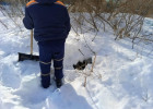 На улице Куйбышева в Пензе собака провалилась в колодец