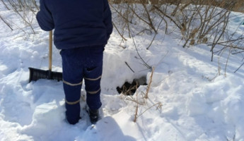 На улице Куйбышева в Пензе собака провалилась в колодец