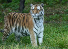 В Пензенском зоопарке умерла тигрица