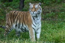 В Пензенском зоопарке умерла тигрица