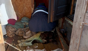 В Пензе спасли собаку, застрявшую в половицах