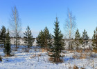 В Пензе уточнят границы городских лесов