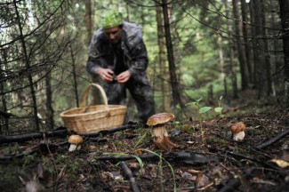 Пропавшего в Пензенской области грибника нашли живым и невредимым 