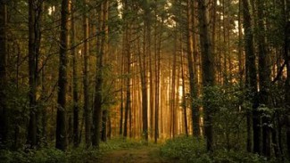В Пензенской области уже четверо суток ищут мужчину, пропавшего в лесу 
