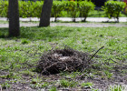 В пензенском Детском парке убирают сбитые гнезда птиц. ФОТО