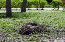 В пензенском Детском парке убирают сбитые гнезда птиц. ФОТО