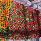 Из Подмосковья в Пензу привезли более 36 тысяч цветов