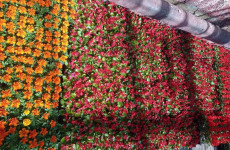 Из Подмосковья в Пензу привезли более 36 тысяч цветов