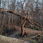 Пензенцев предупредили: жарить шашлыки на майские в лесу смертельно опасно