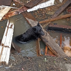 В Пензе спасли собаку, провалившуюся в яму с водой