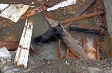В Пензе спасли собаку, провалившуюся в яму с водой