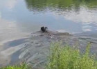 В Пензе спасли лося, забежавшего в черту города