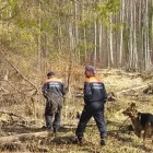 Таинственный лес. В Пензенской области пропали трое грибников 