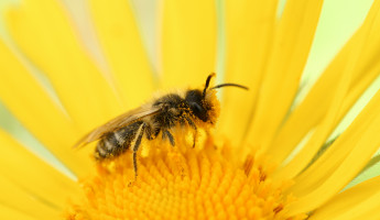 В Пензенской области фиксируются случаи массовой гибели пчел