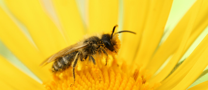 В Пензенской области фиксируются случаи массовой гибели пчел