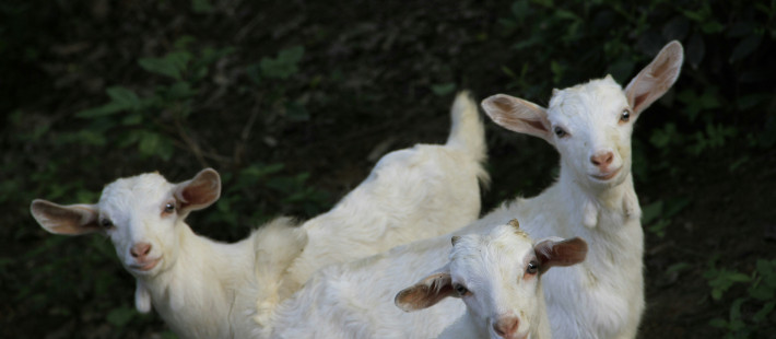 В Пензенской области 76-летняя старушка чуть не задушила соседку из-за коз
