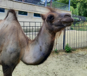 В Пензенском зоопарке появился новый обитатель