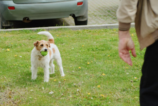 В Пензенской области для владельцев собак ввели новые штрафы