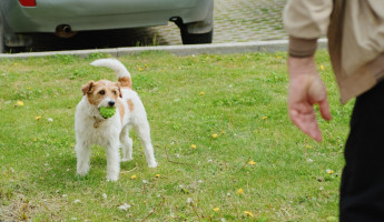 В Пензенской области для владельцев собак ввели новые штрафы