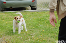 Штрафы за собак на самовыгуле в Пензенской области: необходимость или чрезмерная мера?