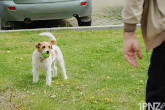 Штрафы за собак на самовыгуле в Пензенской области: необходимость или чрезмерная мера?