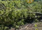 Вырубку деревьев на улице Кривозерье прокомментировали в пензенском Управлении ЖКХ