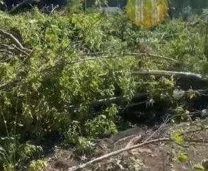 Вырубку деревьев на улице Кривозерье прокомментировали в пензенском Управлении ЖКХ