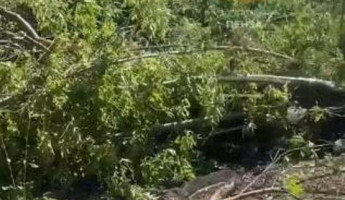Вырубку деревьев на улице Кривозерье прокомментировали в пензенском Управлении ЖКХ