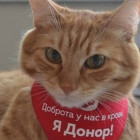 Пензенский центр крови опубликовал донорский светофор на 12 августа
