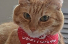 Пензенский центр крови опубликовал донорский светофор на 12 августа