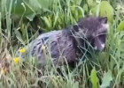 В Пензенской области в объектив камеры попало редкое животное