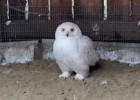 В Пензенский зоопарк привезли нового обитателя