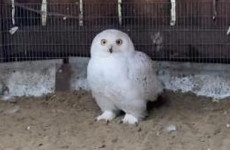 В Пензенский зоопарк привезли нового обитателя